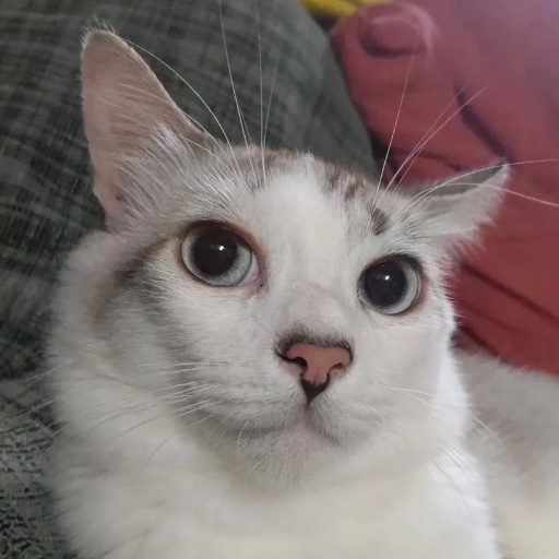 Da_mir