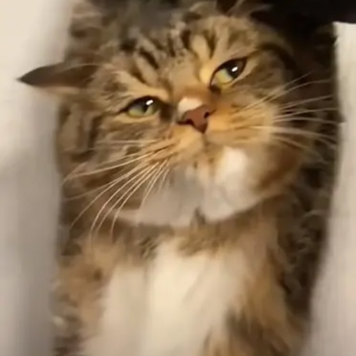 Musnce