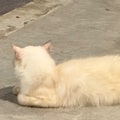 tarossi