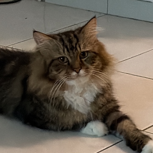 velvethunderbarry